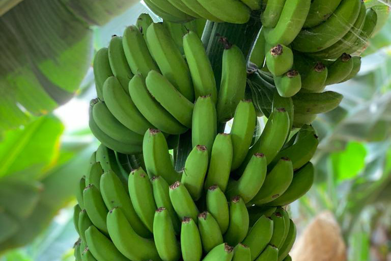 El Gobierno de Canarias convoca ayudas de 141,1 millones a los productores de plátano IGP
