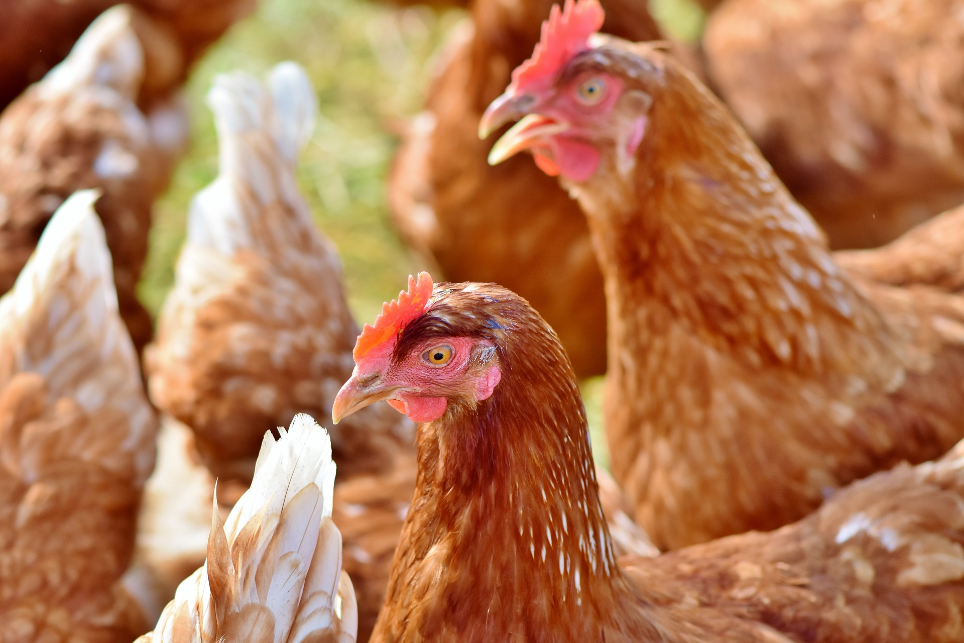 El Gobierno canario convoca ayudas para la producción de gallinas ponedoras