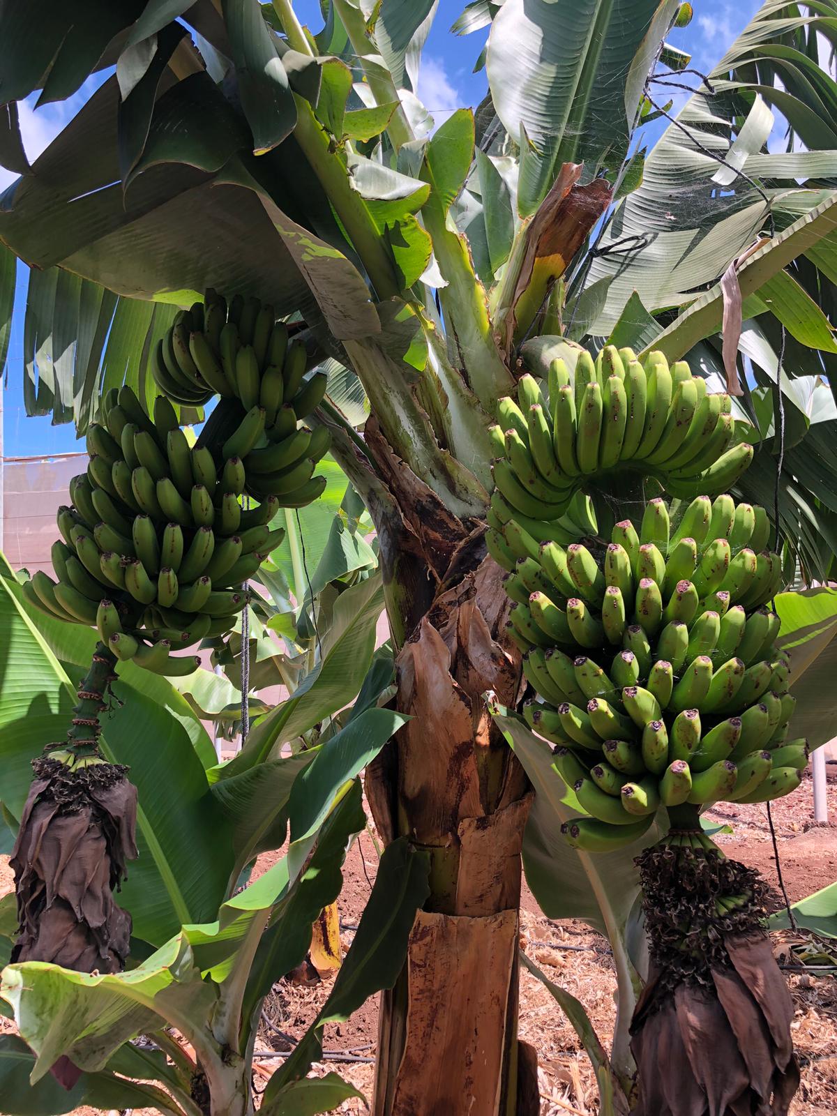 El Gobierno canario abona 70 millones a los productores de plátano con IGP