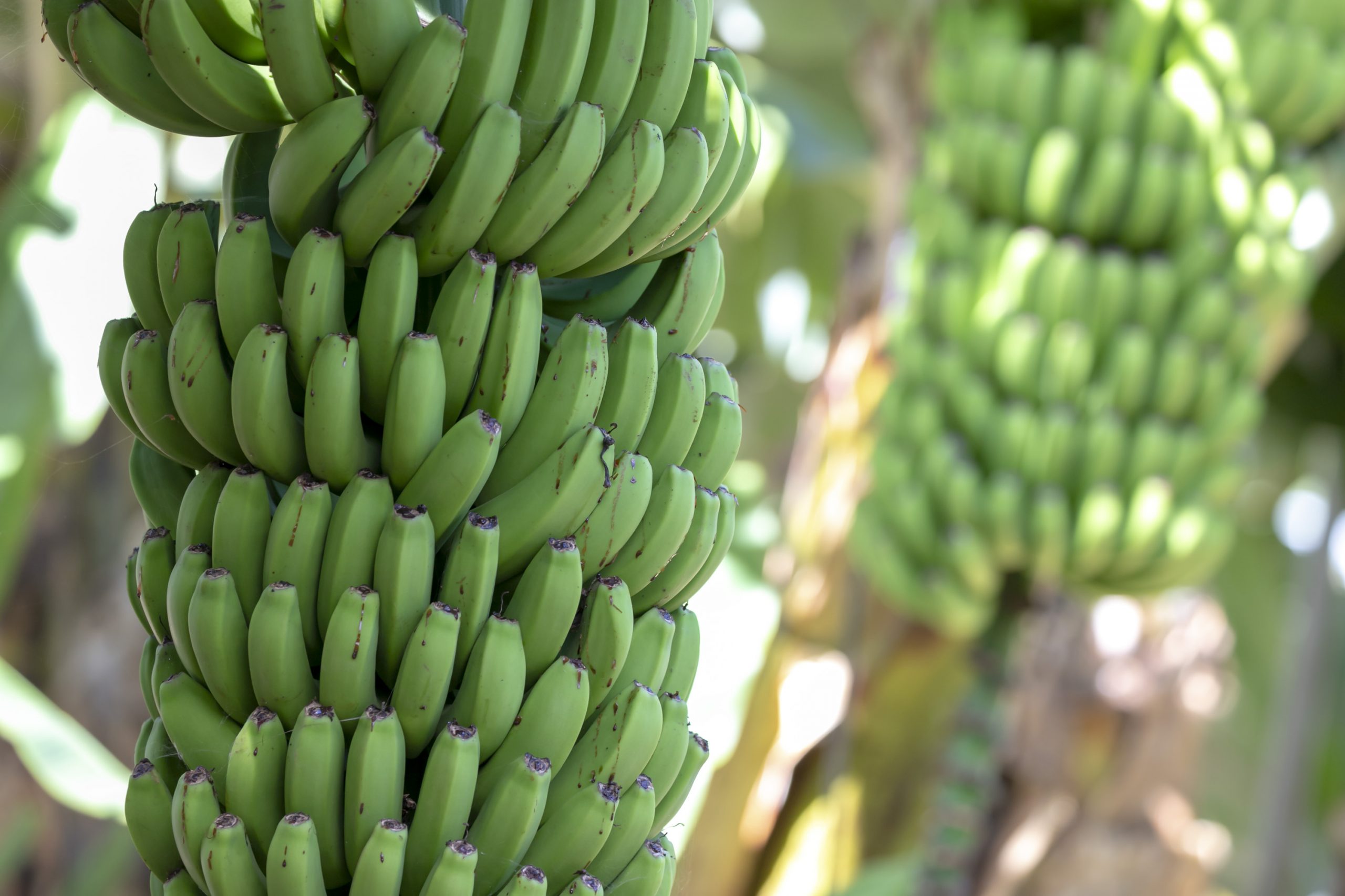 El Gobierno canario abre mañana el plazo para solicitar la ayuda a los productores de plátano con IGP