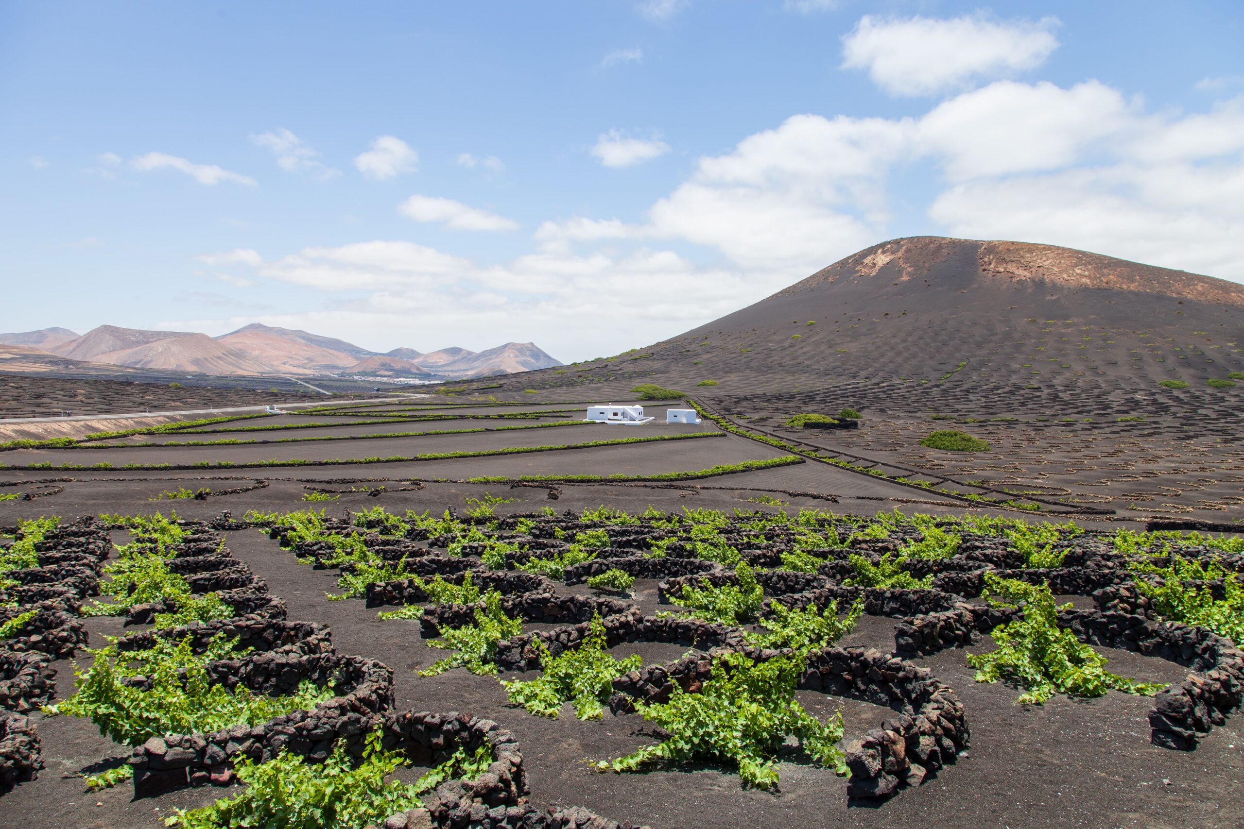 Agricultura publica un estudio diagnóstico sobre el estado actual de la viticultura en Canarias
