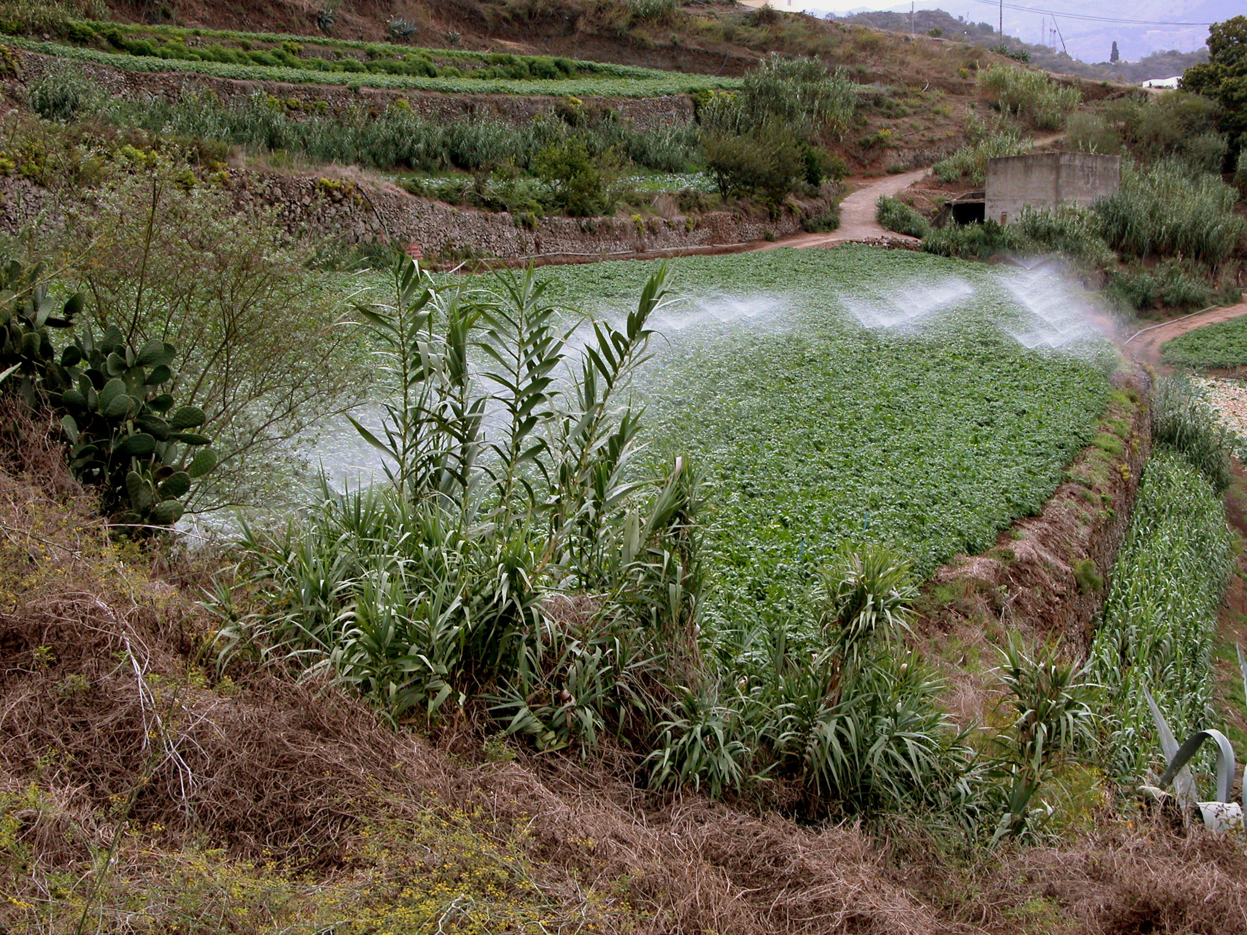 El Gobierno de Canarias convoca las ayudas al agua de riego por 8 millones de euros