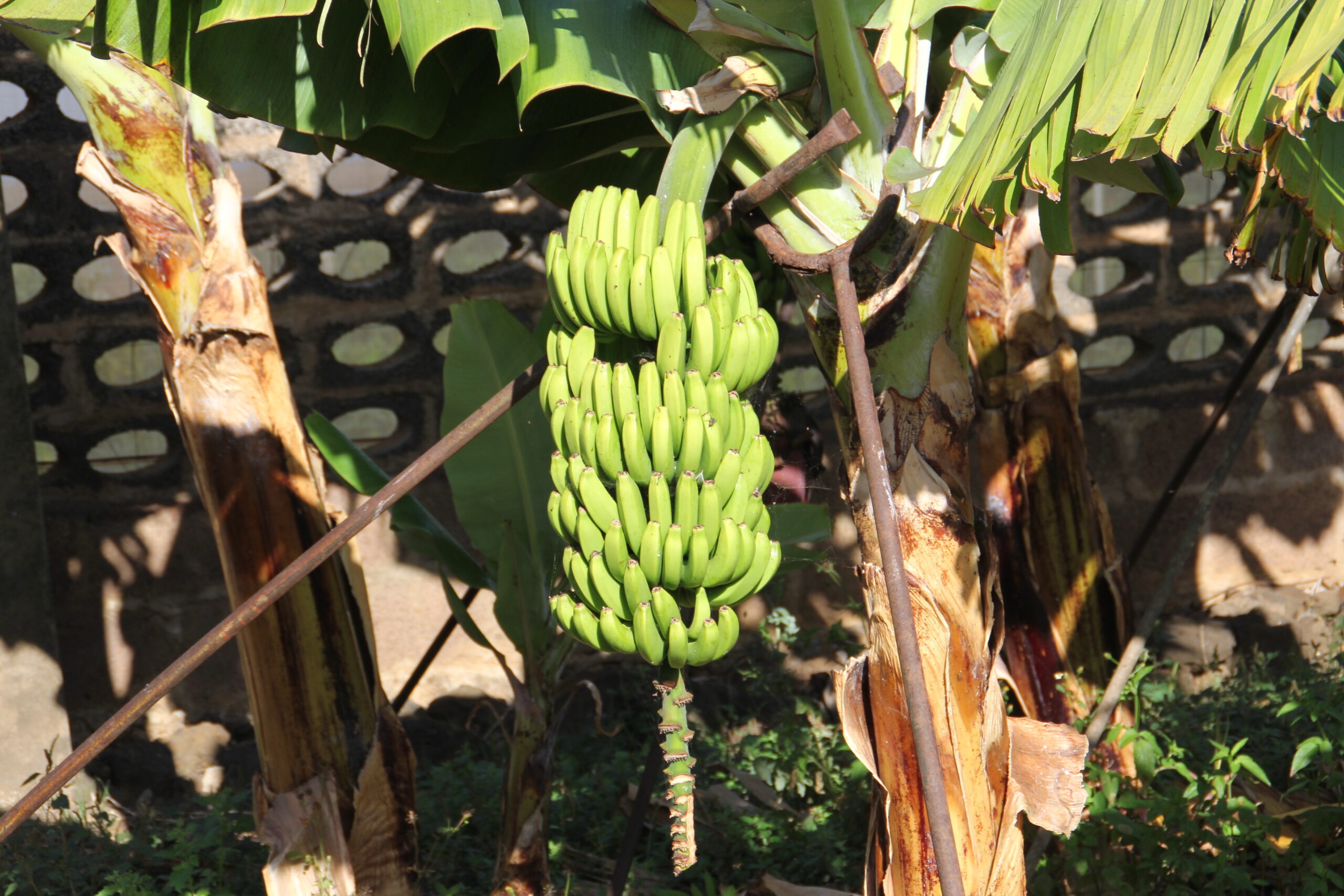 El Gobierno canario convoca la ayuda a los productores de plátano con IGP