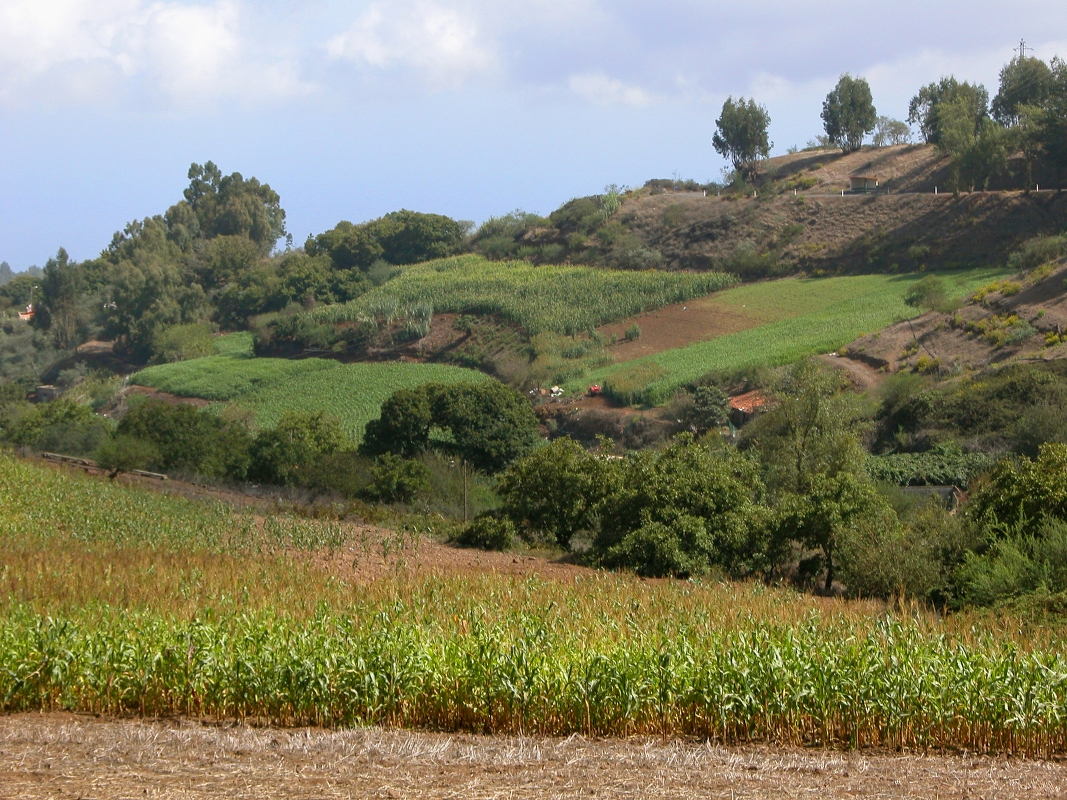 El Gobierno canario concede una ayuda de 4,1 millones para el fomento de prácticas agrarias sostenibles