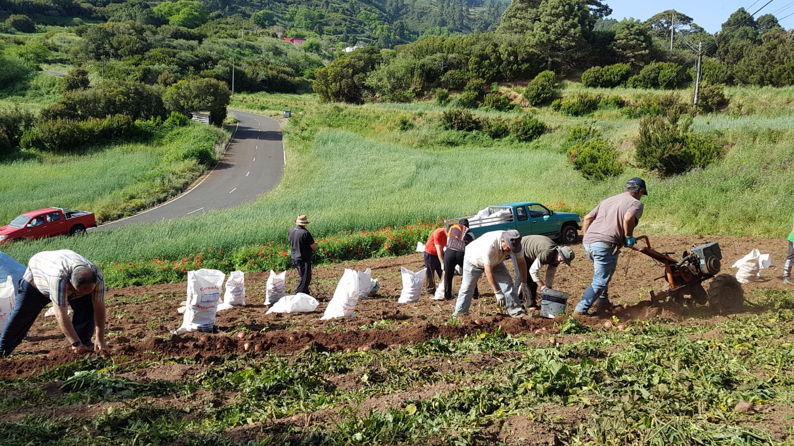 Canarias convoca ayudas de 3,4 millones a los productores de papa de mesa