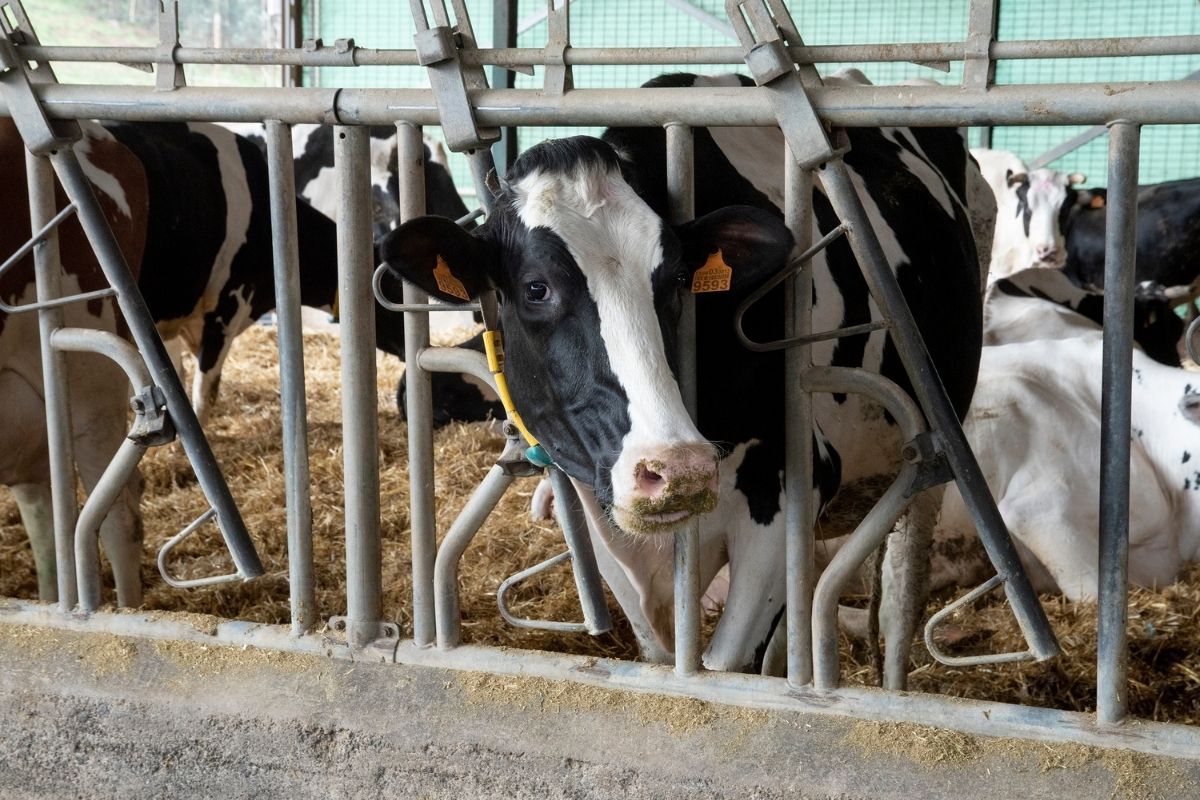 El Gobierno de Canarias convoca ayudas para los reproductores de ganado bovino, porcino, cunícola y avícola de puesta