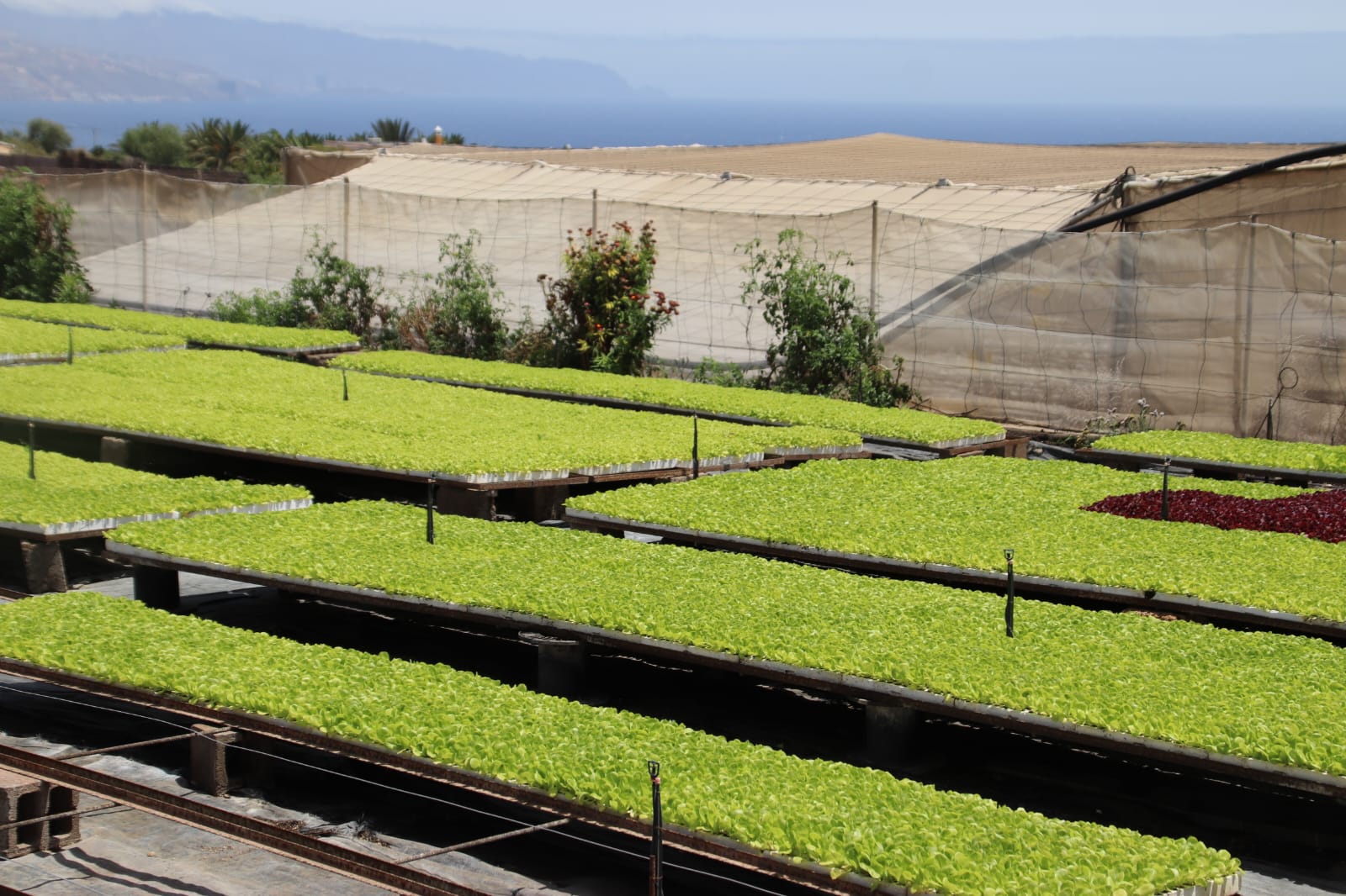 El Gobierno de Canarias convoca ayudas para fomentar la cooperación y la innovación en el sector agrícola.