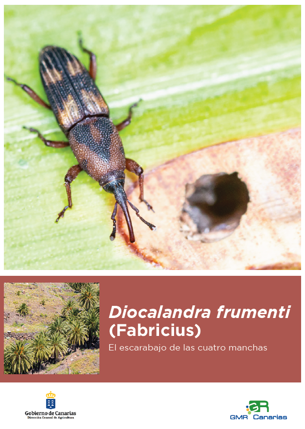 Diocalandra Frumenti (Fabricius), el escarabajo de las cuatro manchas.