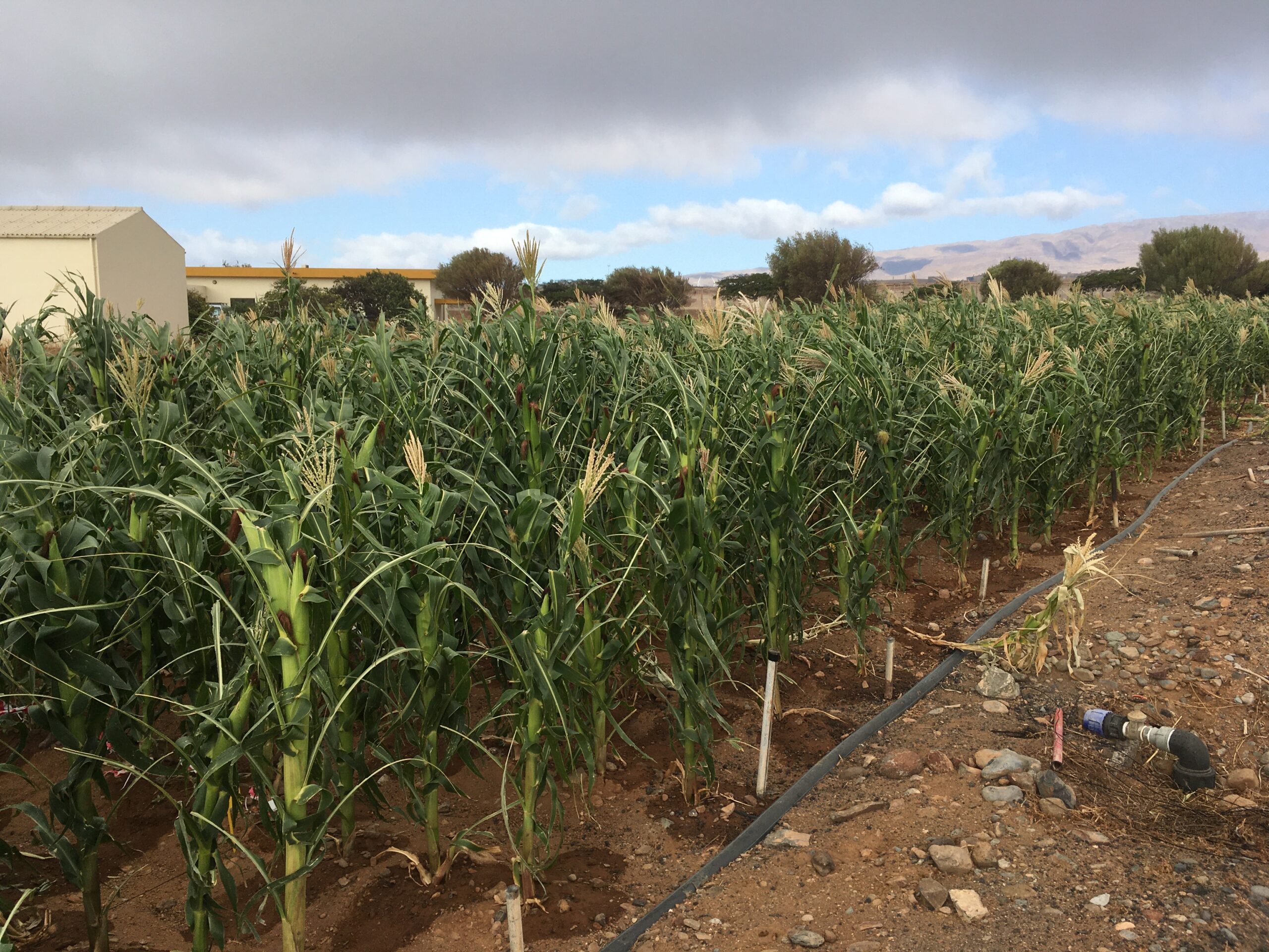 Un proyecto liderado por Canarias investiga el uso de carbón vegetal para mejorar suelos agrícolas degradados
