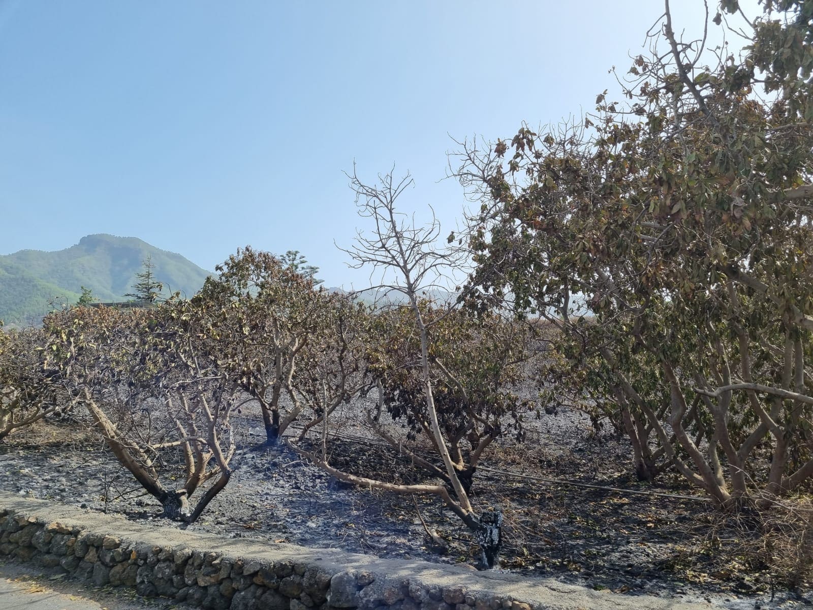 El Gobierno concede las ayudas a los agricultores y ganaderos damnificados por el incendio del pasado año en La Palma