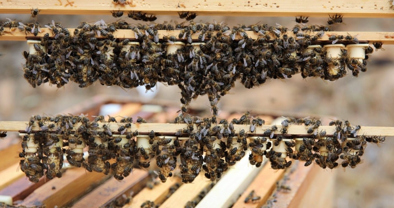 La Consejería de Agricultura convoca ayudas para la producción de miel de abeja negra