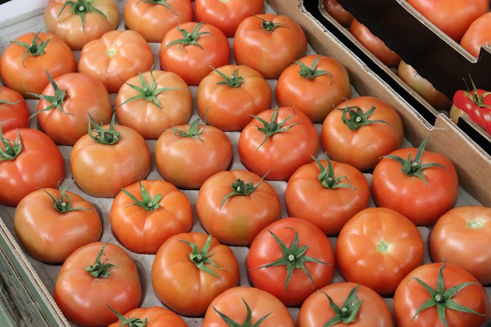 El Gobierno canario incrementa las ayudas a los productores de tomate de invierno