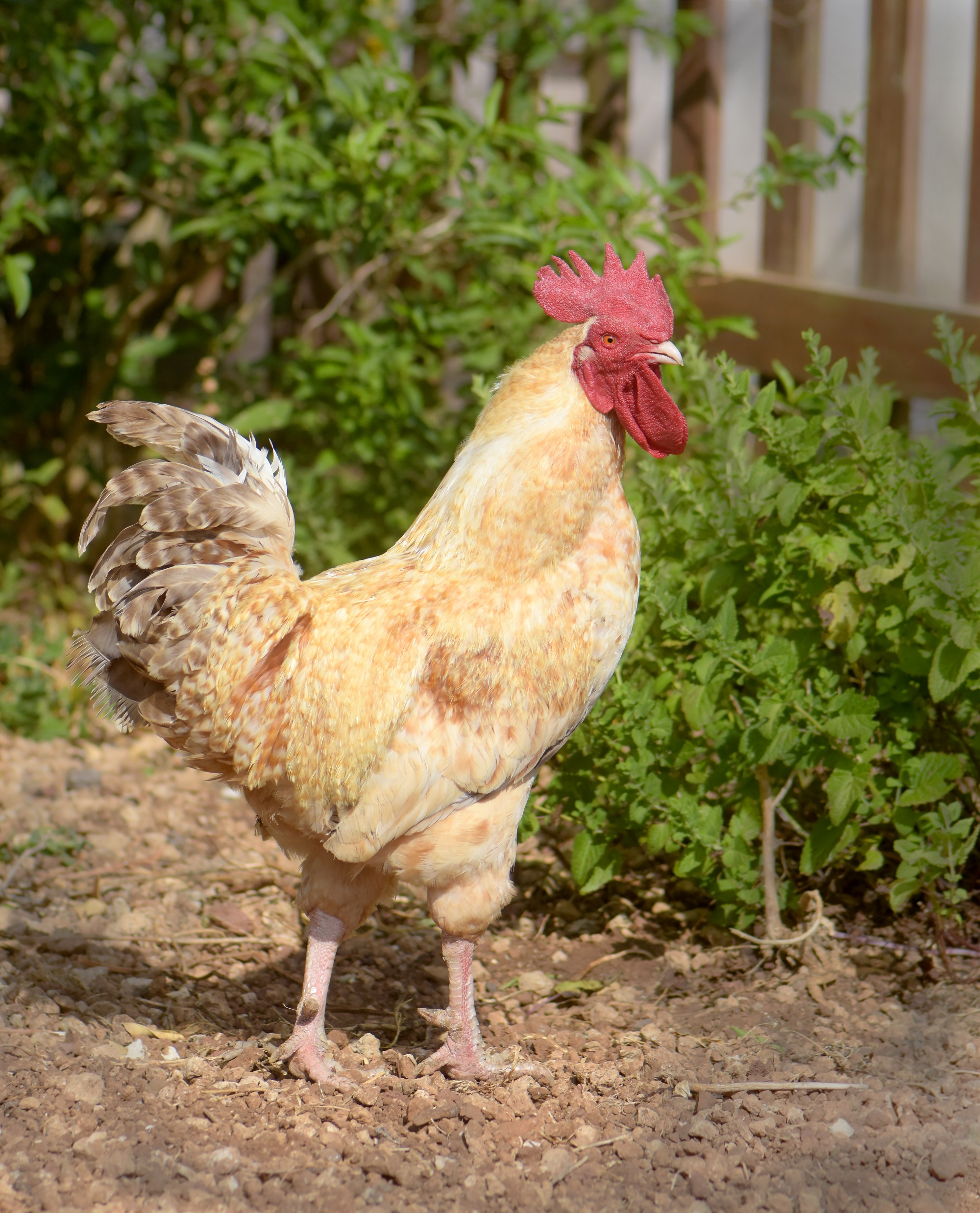 El Gobierno canario convoca ayudas para el consumo de carne fresca de gallina local