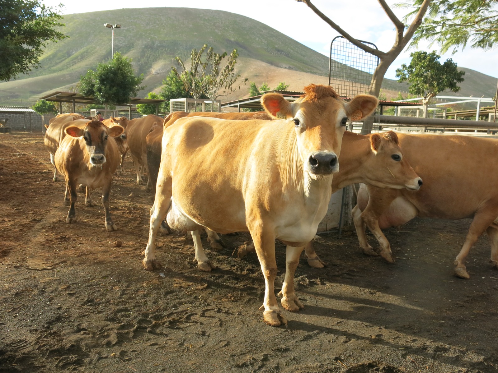 Un total de 973 ganaderías afectadas por el incremento de los insumos acceden a la ayuda de 8,5 millones del Gobierno canario
