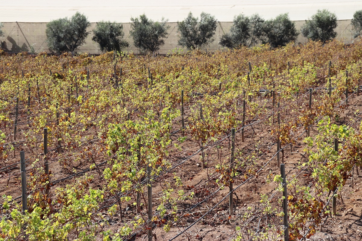 El Gobierno canario respalda la producción de vinos con DOP