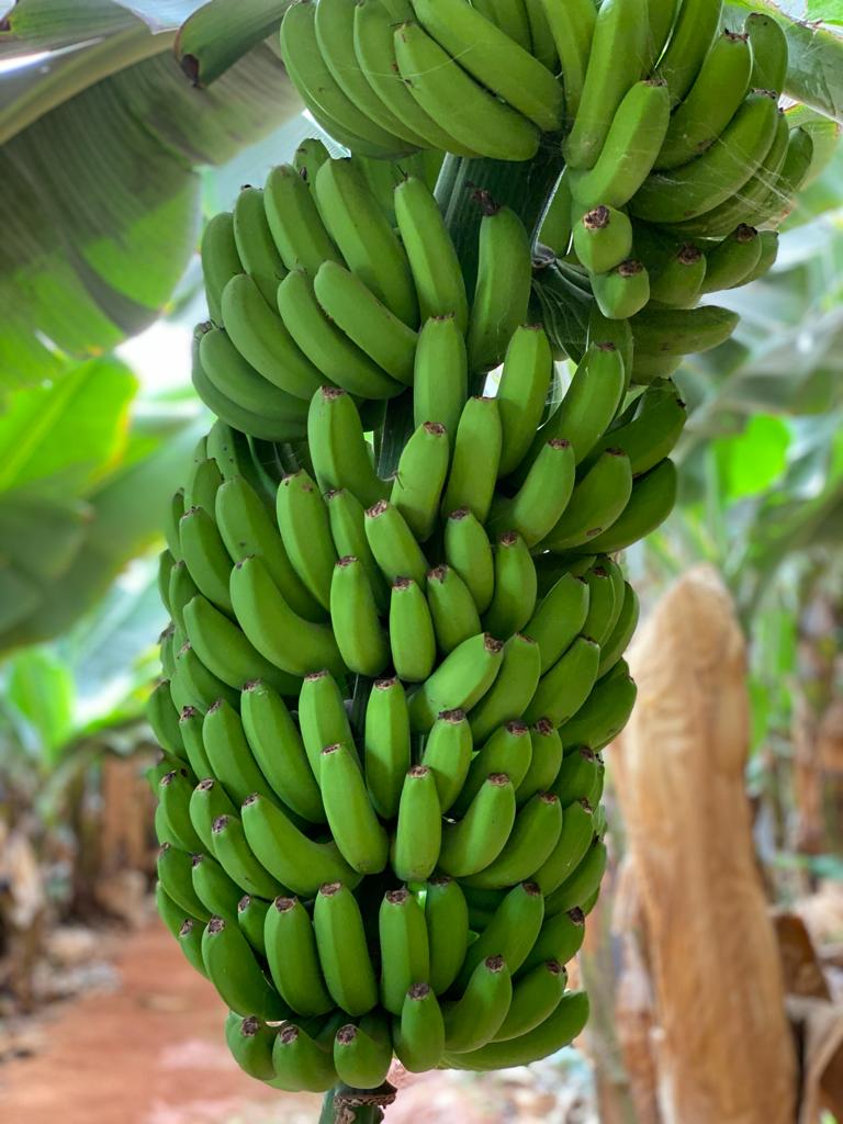 El Gobierno canario abona 70 millones a más de 7.500 productores de plátano IGP