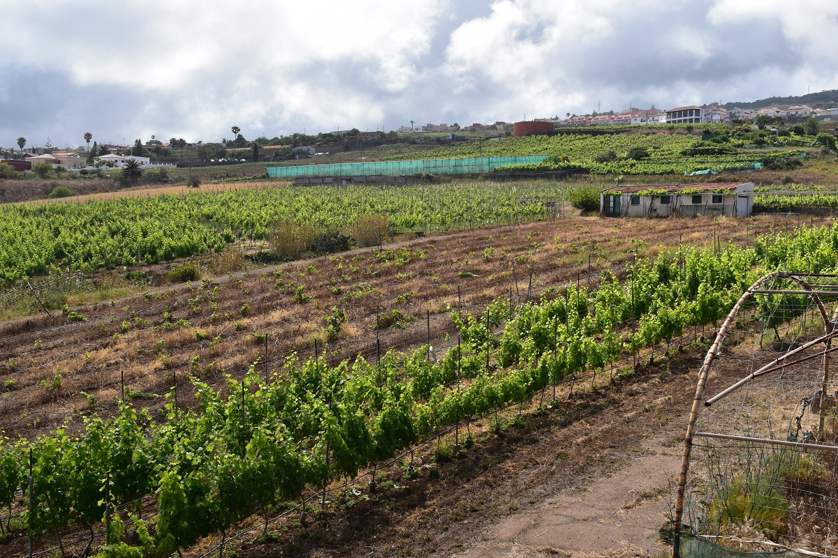 El Gobierno de Canarias promueve prácticas agrícolas respetuosas con el medioambiente