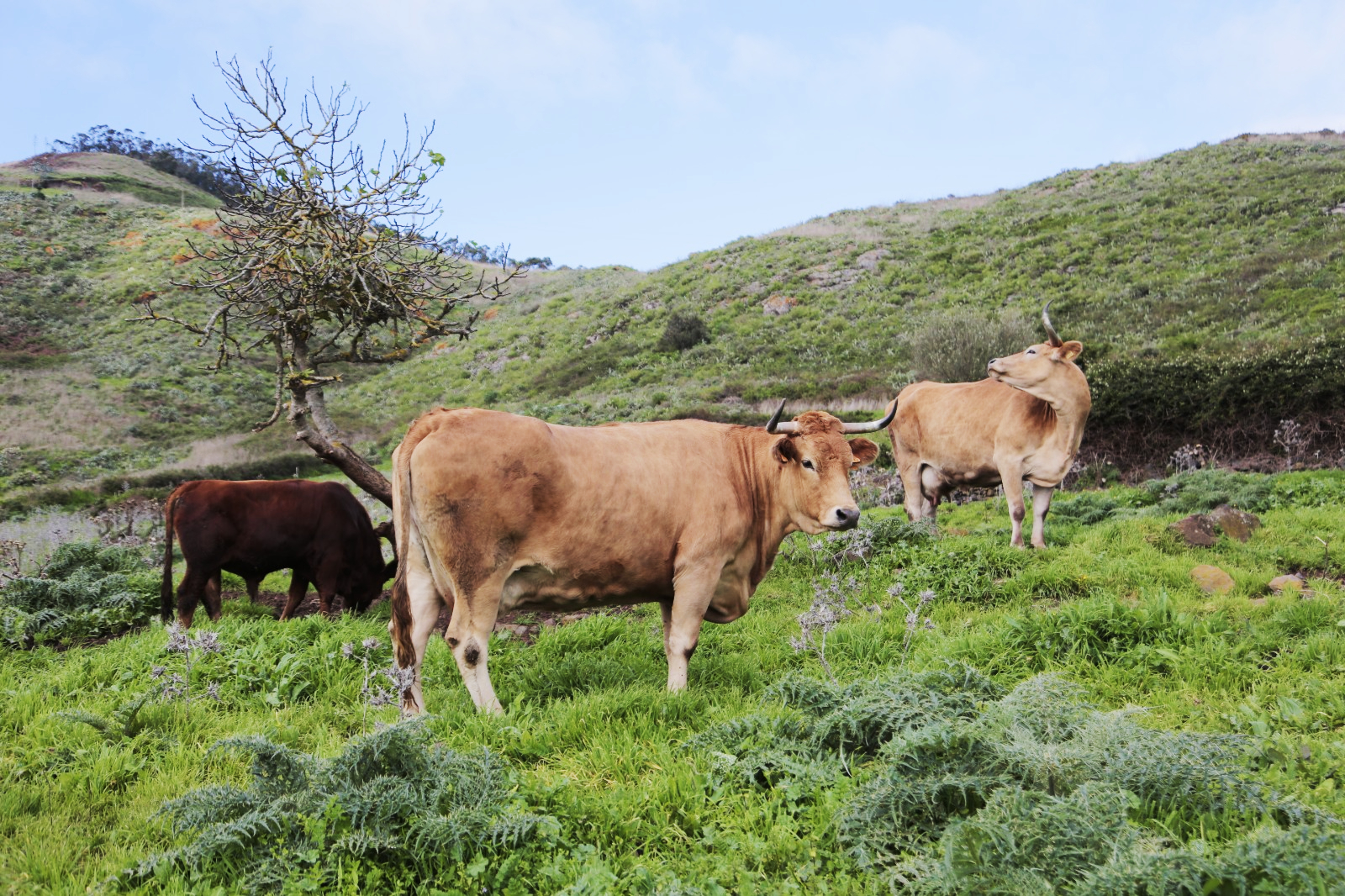 El Gobierno de Canarias convoca ayudas del POSEI a la importación de terneros destinados al engorde por importe de 782.500 euros