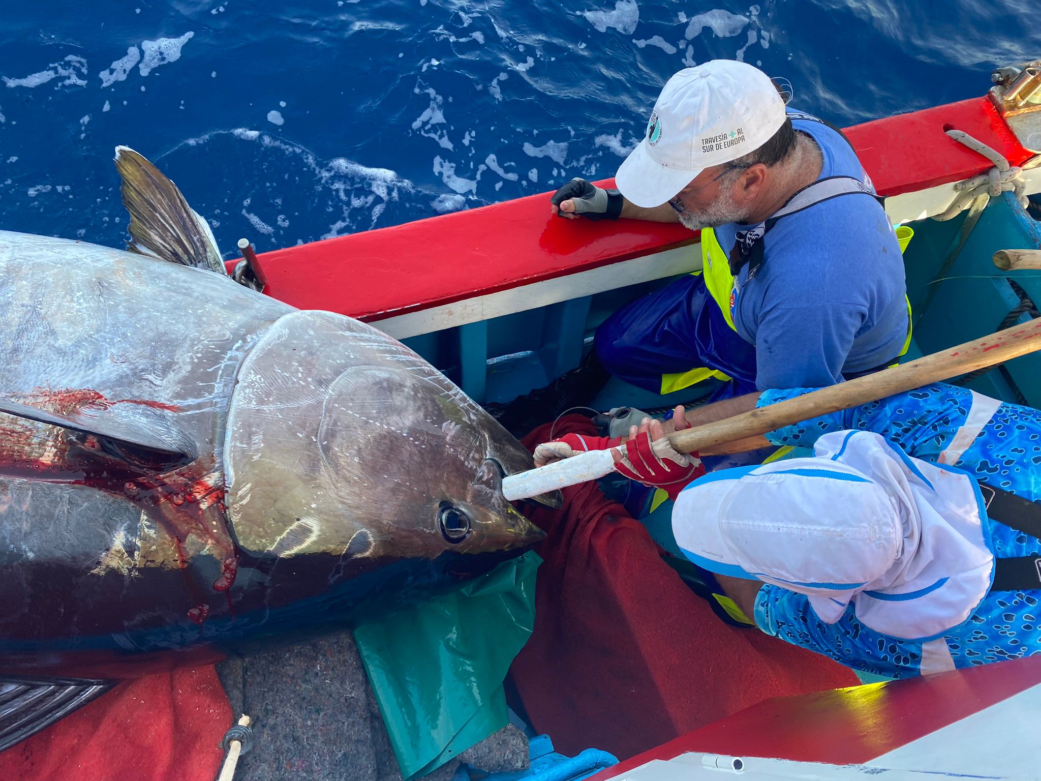 El Gobierno canario y el sector pesquero logran adelantar la campaña de atún rojo a enero