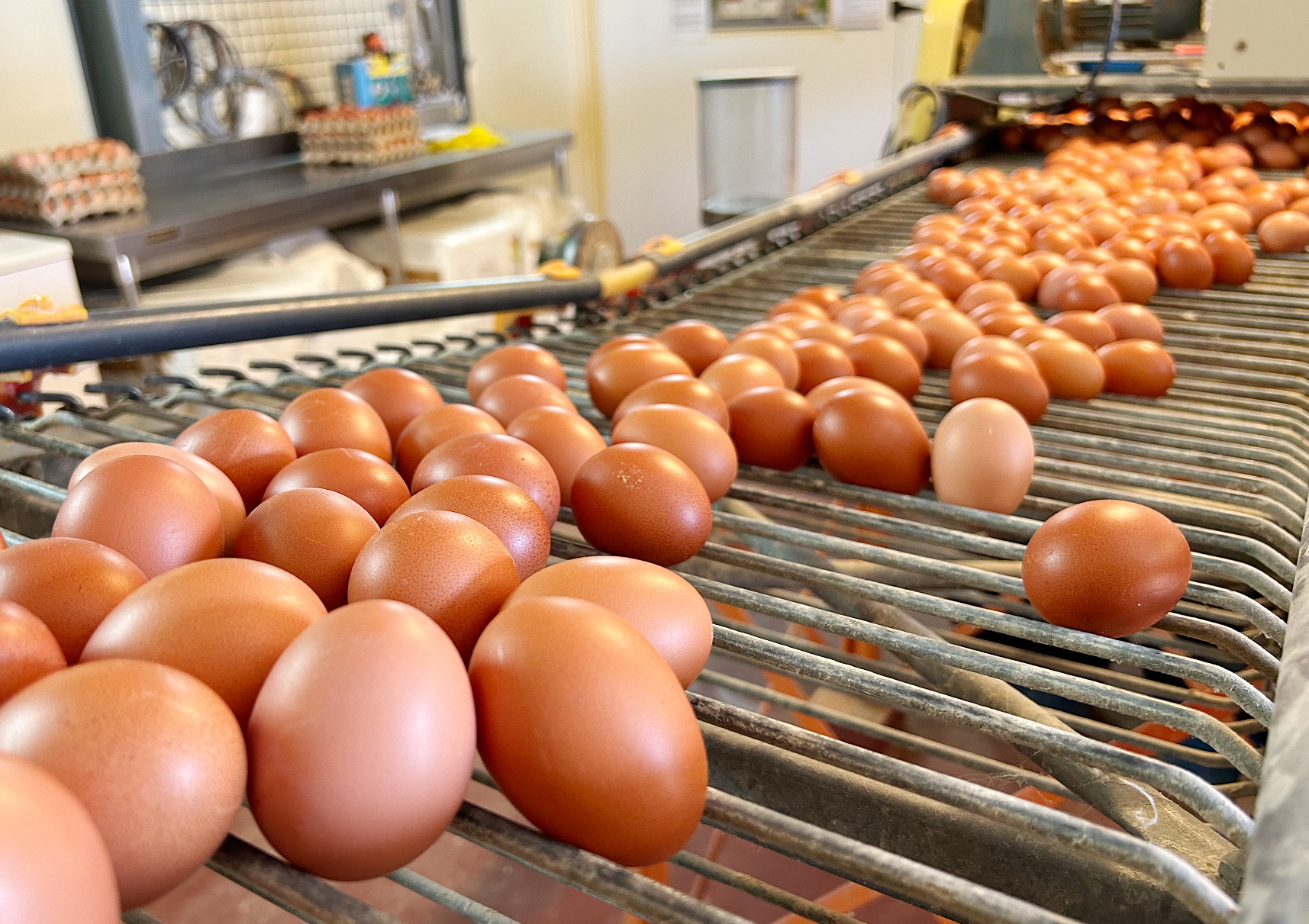 El Gobierno de Canarias convoca ayudas del POSEI a la producción local de huevos de gallina por valor de 315.050 euros