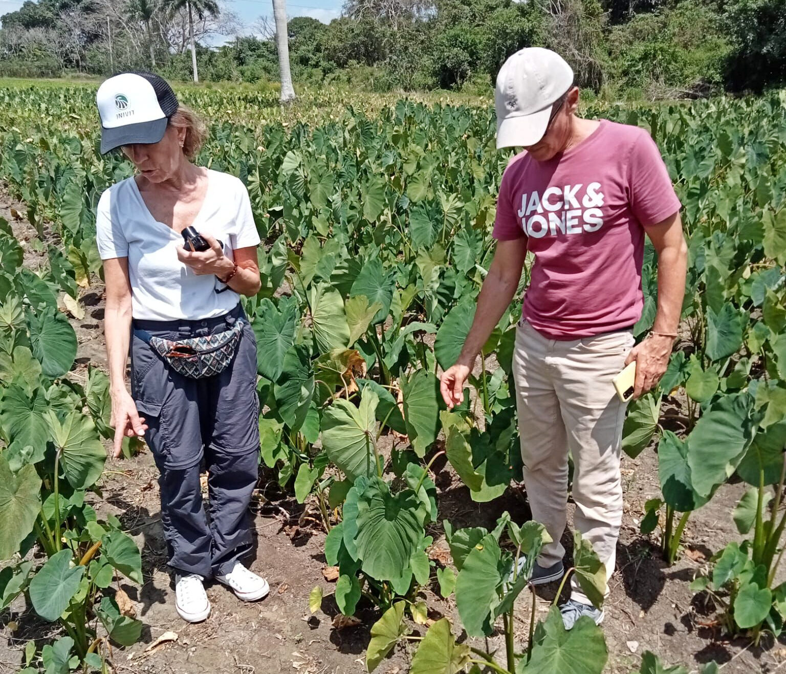 Canarias y Cuba desarrollan un proyecto de investigación de la yuca como alimento para el ganado en el archipiélago canario