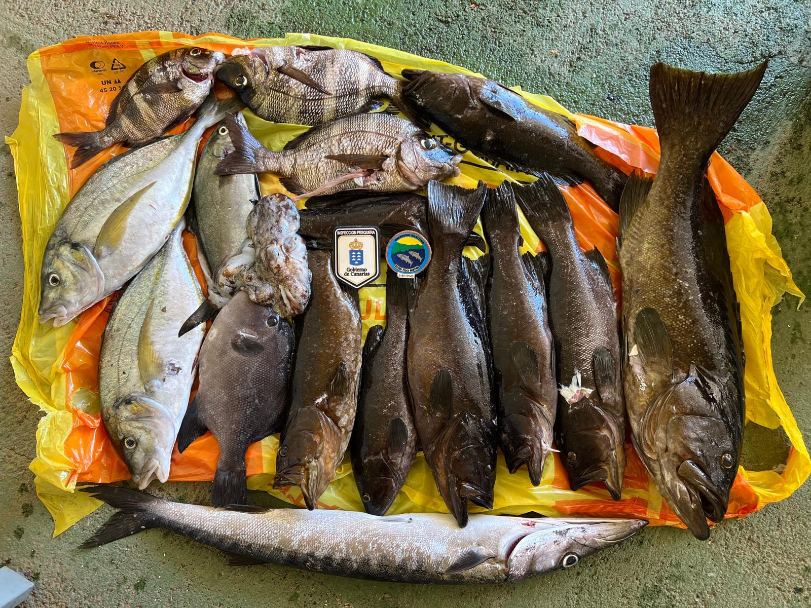 Inspección Pesquera incauta 55 kilos de pescado capturado en la zona protegida de la reserva marina de El Hierro