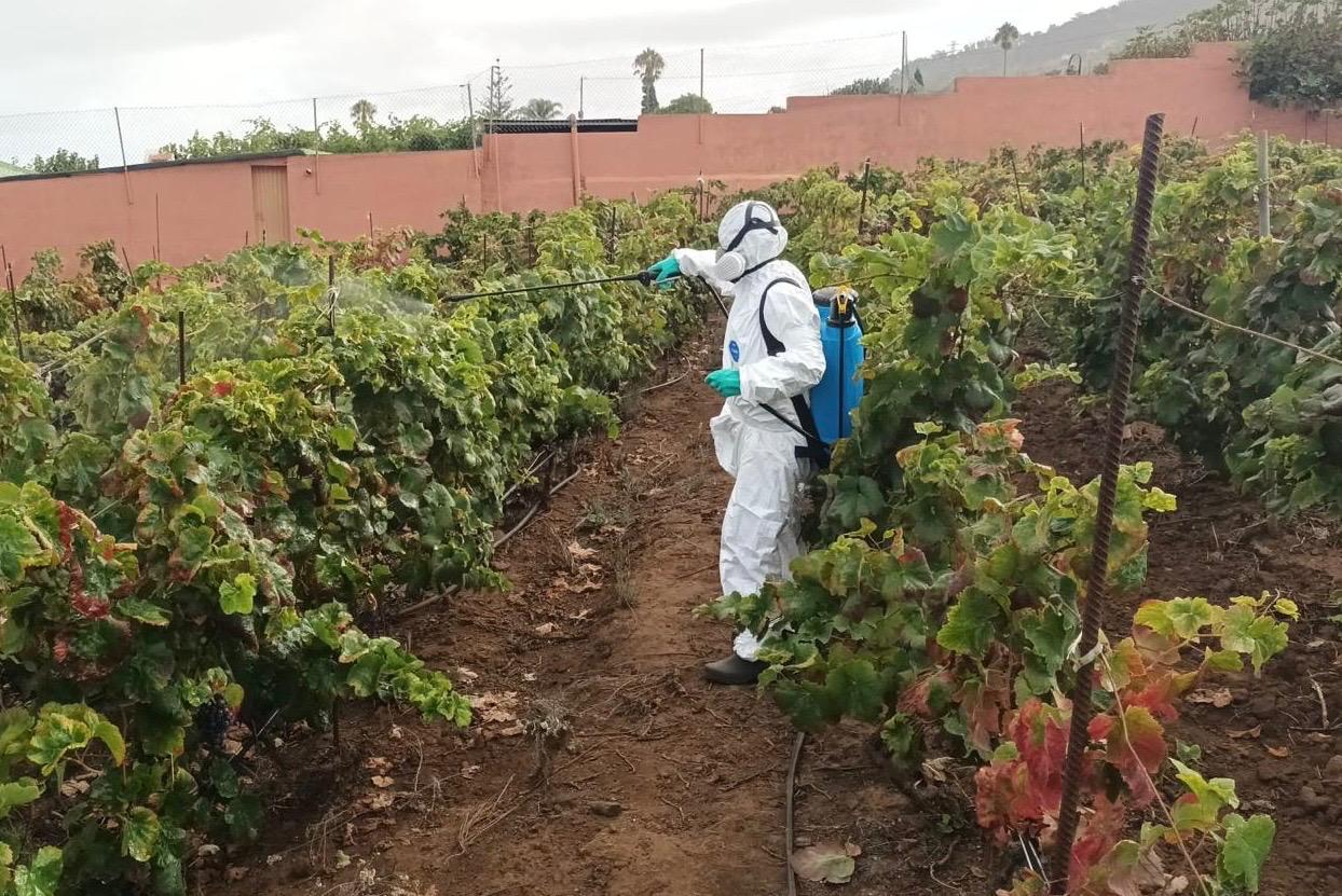 Agricultura da continuidad a los trabajos de control y erradicación de la filoxera con una inversión de 1,1 millones